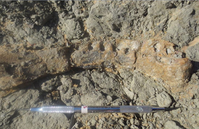 Mısır’da yeni bir dinozor fosili bulundu