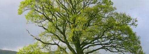 Mustafa Bozacı’dan ‘Ulu Çınar’