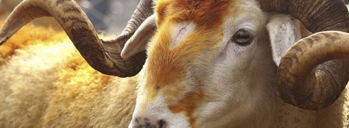 Vekaletle kurban kesecek kurumlara Diyanet’ten duyuru 