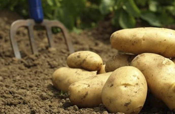 200 bin tona kadar patates ithal edilebilecek