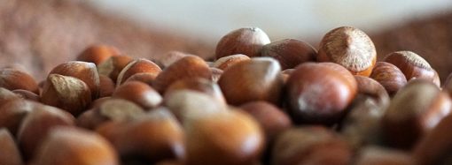 Fındık sektörü ‘Ulusal Fındık Çalıştayı’nı bekliyor