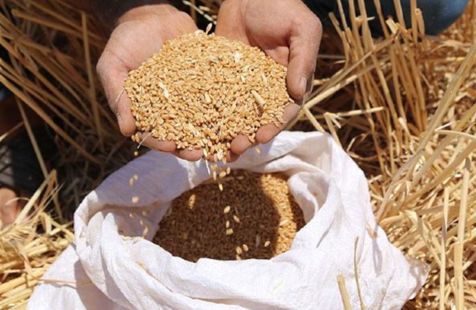 ‘Türkiye, buğdayda kurak seneler için hazırlık yapmalı’