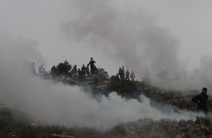 Filistinlilere ait yüzlerce zeytin ağacını yaktılar