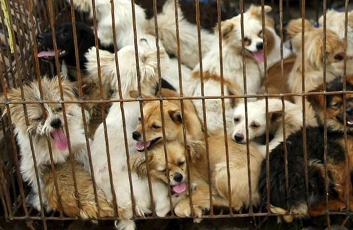Çin’de köpek eti festivali başladı