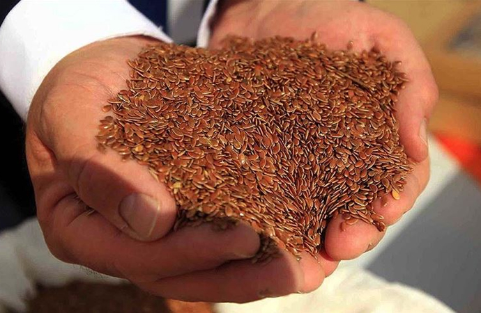 Türkiye’nin ilk yerli liflik keten tohumu toprakla buluştu