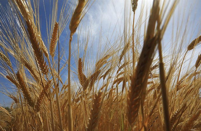 Buğday fiyatındaki 4 aylık yükselişin sona ermesi bekleniyor
