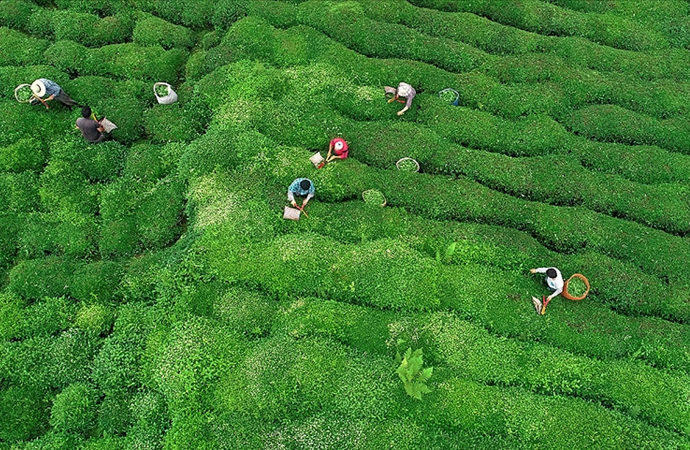 Çay bahçelerinin gençleştirilmesi 7 yıl sürecek