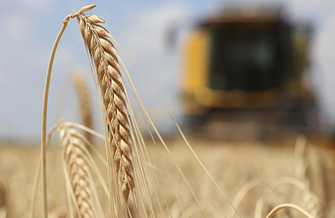 Türkiye’nin Rusya ve Ukrayna’dan buğday ithalatı
