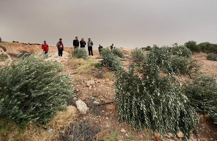 Yahudi yerleşimciler Filistinlilerin zeytin ağaçlarını söktüler