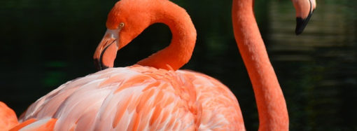 Kırmızı Pelikanlar