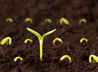 Doğru ya da Yanlış Ekinleriz