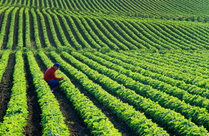 Küresel tarım piyasasının yüzde 70’i kimlerin kontrolünde?
