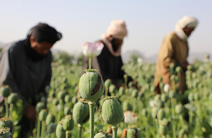 Taliban haşhaş tarlalarını yok edeceğini açıkladı