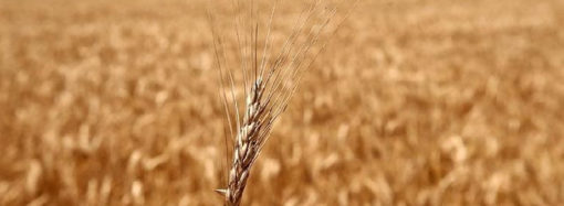 Buğday fiyatları düşecek mi?