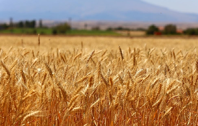 Aksaray’da deneme ekimi yapılan yerli ekmeklik buğdayın hasatı yapıldı