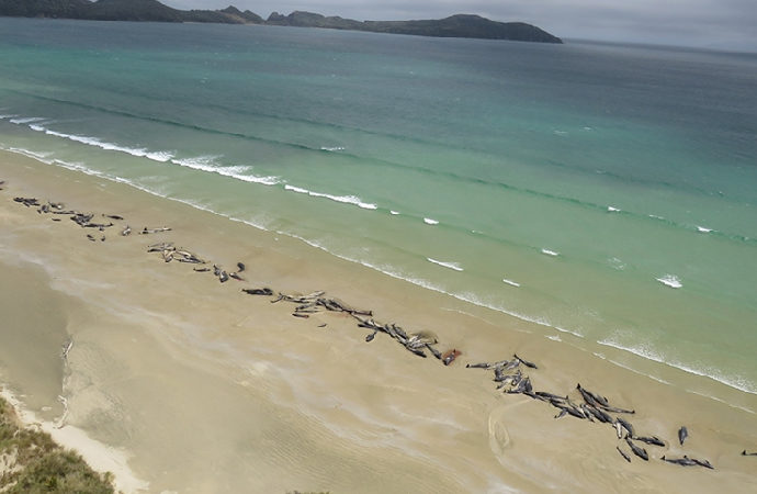 Yeni Zelanda’da karaya vuran 477 pilot balina öldü