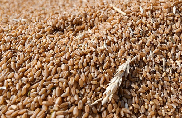 Rusya’nın tahıl anlaşmasına geri dönmesiyle buğday fiyatları yüzde 6 düştü