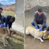 Kars’ta bir kedide kuduz çıktı, köy karantinaya alındı