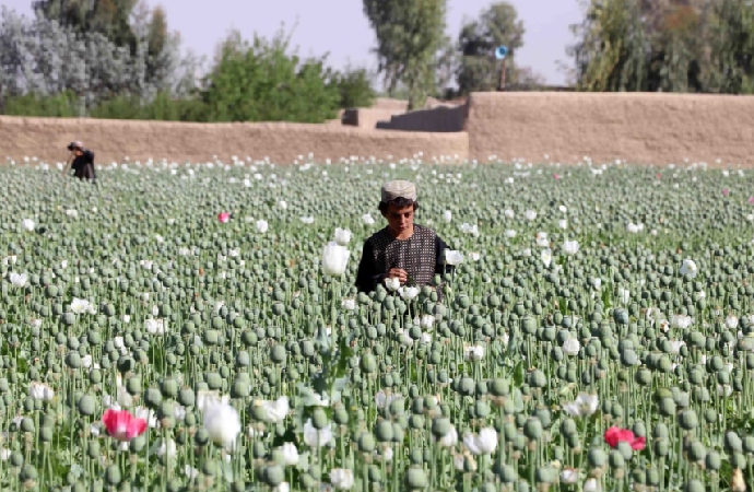 Taliban, Afganistan’da kenevir ekimini yasakladı