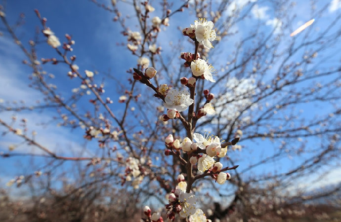 Malatya’da kayısı ağaçları erken çiçek açtı