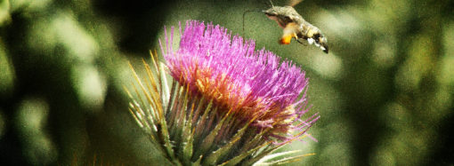 Bize Neler Oluyorsunuz?