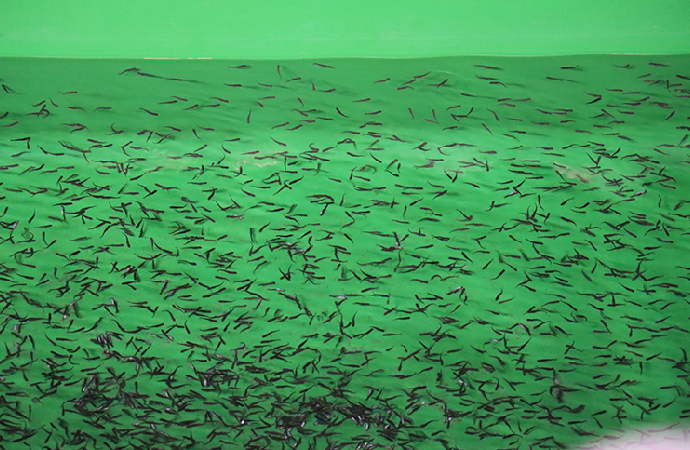 Şanlıurfa’dan Rusya’ya balık ihracatı