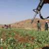 Afganistan’da afyon üretimi bir yılda yüzde 95 geriledi