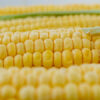 Genetiği değiştirilmiş mısıra Avrupa Birliği onay verdi