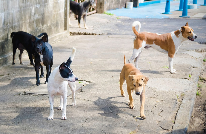 MASAK raporu: STK’lar mama üreticileriyle ilişkili