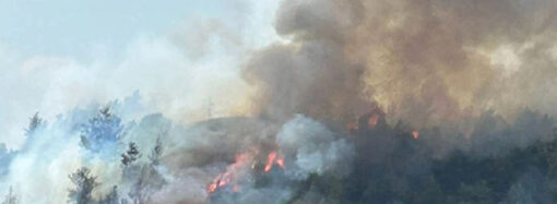 Yanan Ormanlar Değil, Kül Olan Vicdanımız