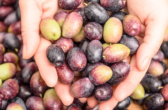 Tüm zeytin çeşitlerinin dona karşı toleransı ilk kez araştırıldı
