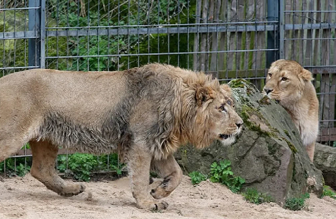 Danimarka’da yırtıcıları beslemek için evcil hayvan istendi