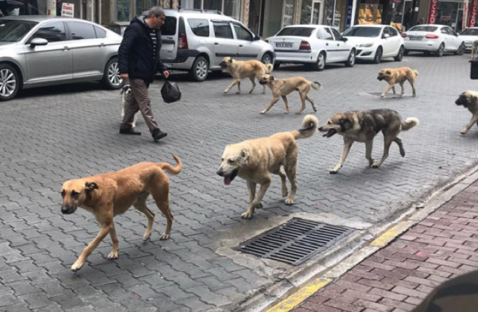 İstanbul Valiliği, sahipsiz köpeklerin toplatılmasına karar verdi