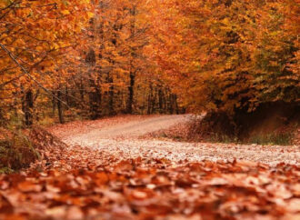 Güz Ömrün Kıdemi