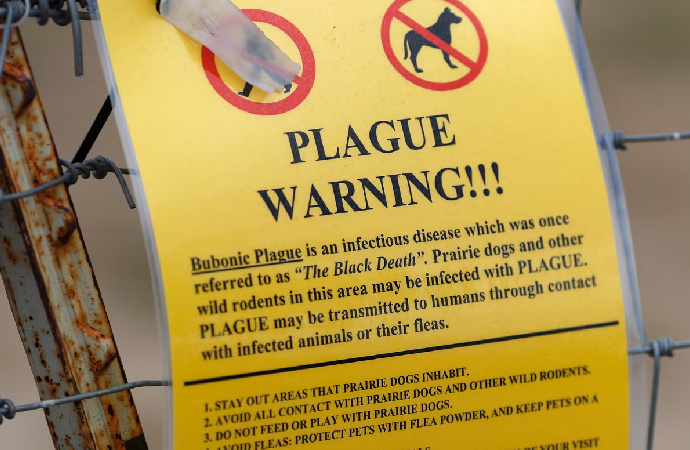 Bulaşıcı veba hastalığı ABD’ye geri döndü