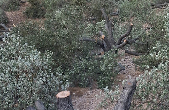 Yahudi yerleşimciler Filistinlilerin zeytin ve badem ağaçlarını biçti
