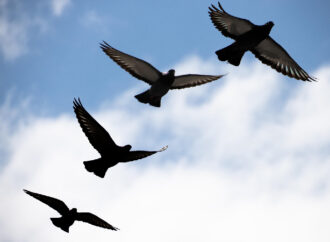 Bekleyeni Olmaz Her Durağın