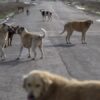 Sokak köpekleri nedeniyle 2 belediye başkanına soruşturma