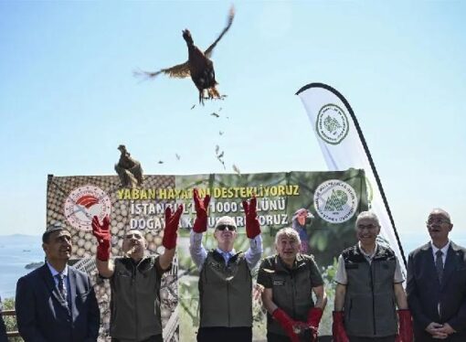 Kene ve kahverengi kokarcayla mücadele için Sülün salındı