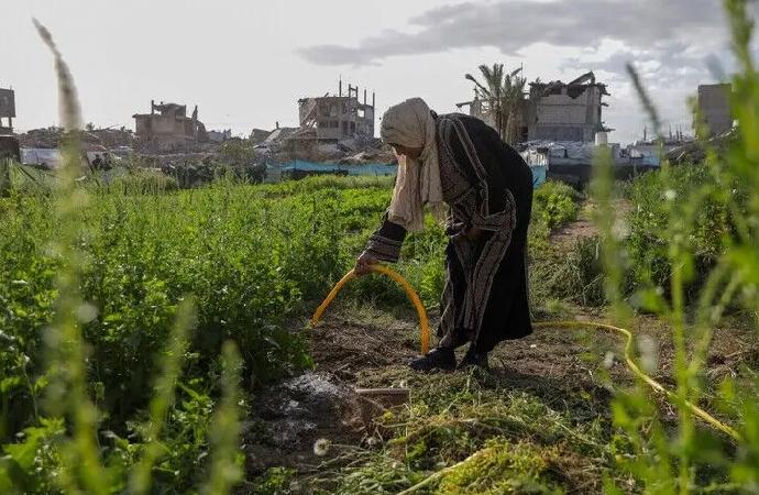Gazze’nin tarım arazilerinin sadece yüzde 3’ü erişilebilir ve hasarsız