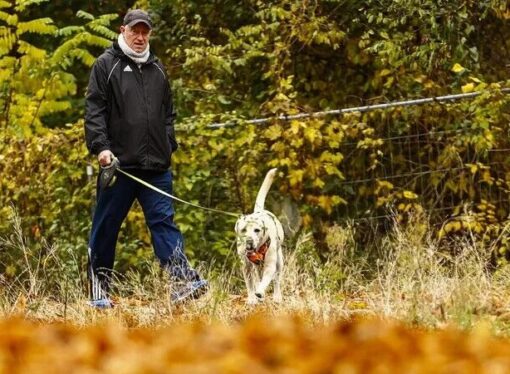 Almanya’da “köpek vergisi” iyi bir gelir kalemi oldu